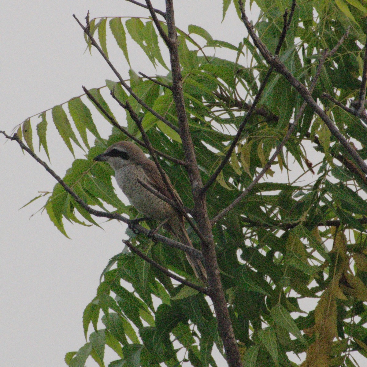 Brown Shrike - ML646608840