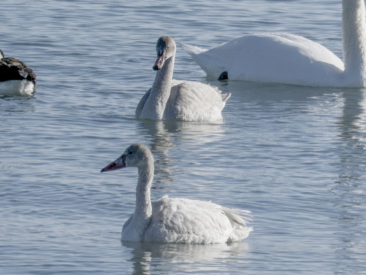 Tundra Swan - ML646608843