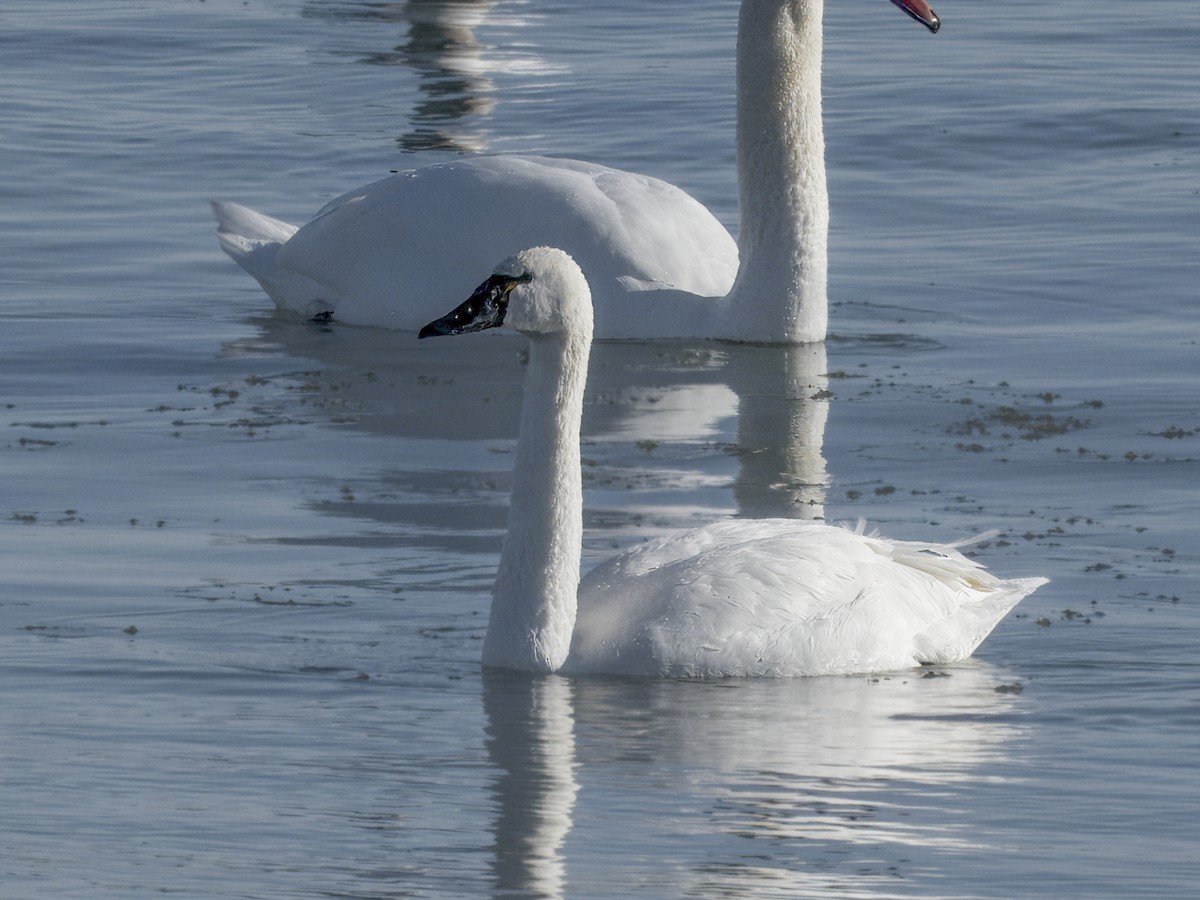 Tundra Swan - ML646608844