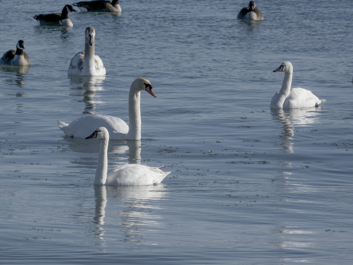 Tundra Swan - ML646608845