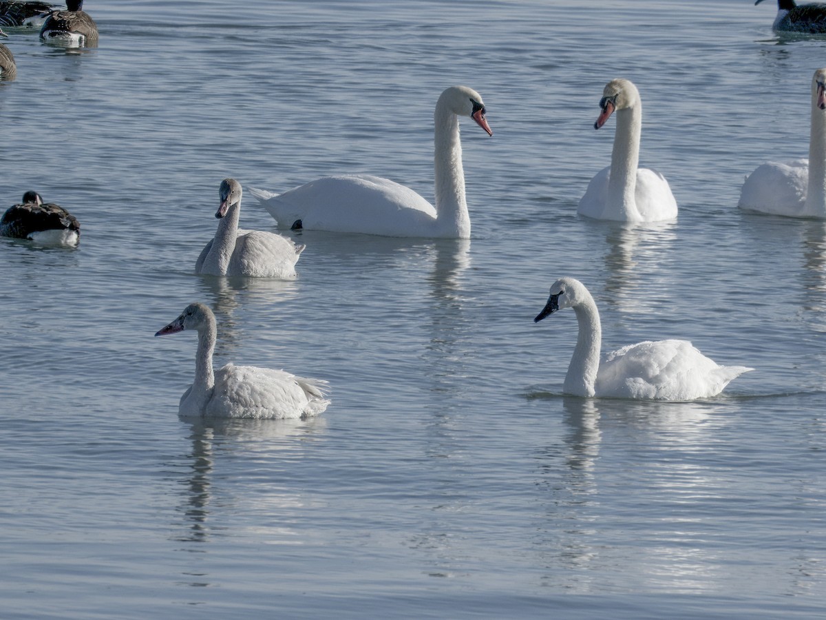 Tundra Swan - ML646608846