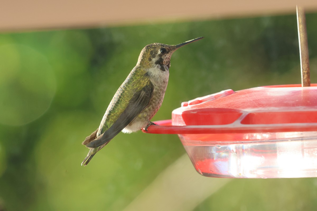 Anna's Hummingbird - ML646608847