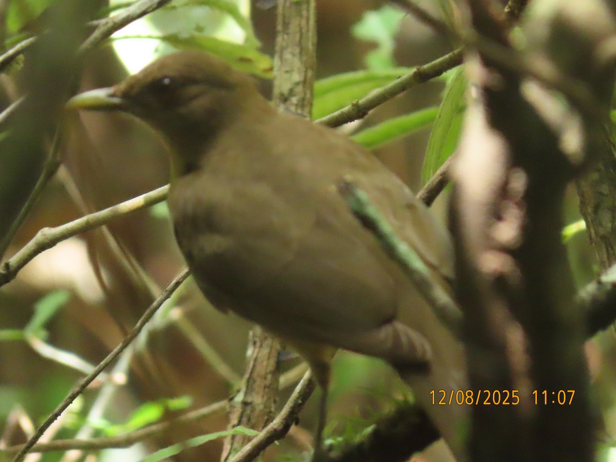 Clay-colored Thrush - ML646608848