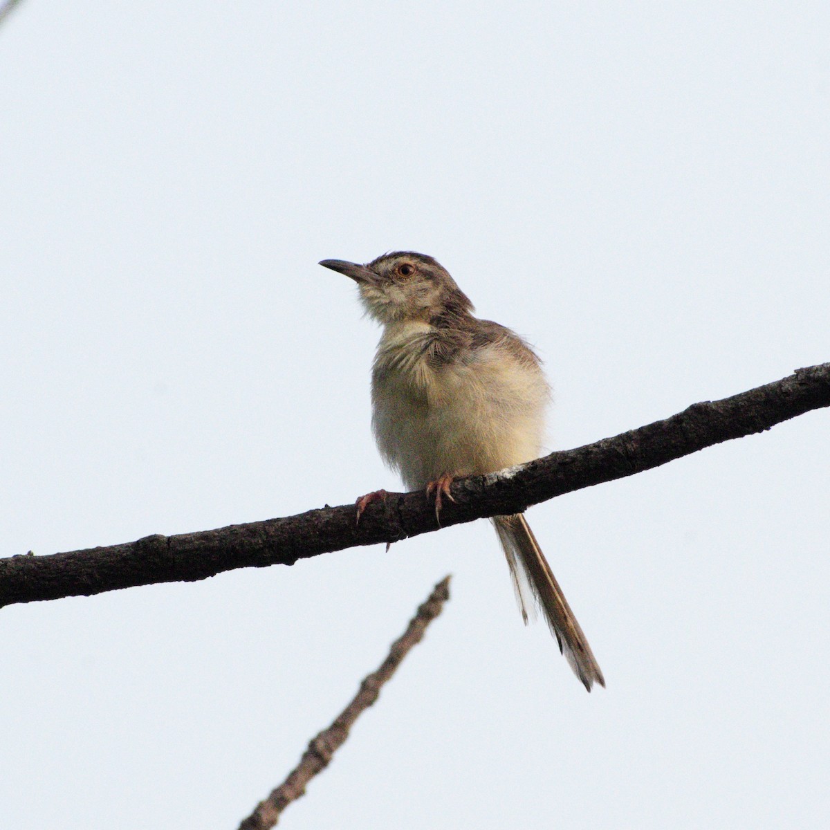 Plain Prinia - ML646608849