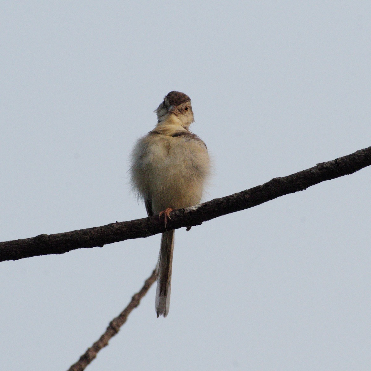 Plain Prinia - ML646608850