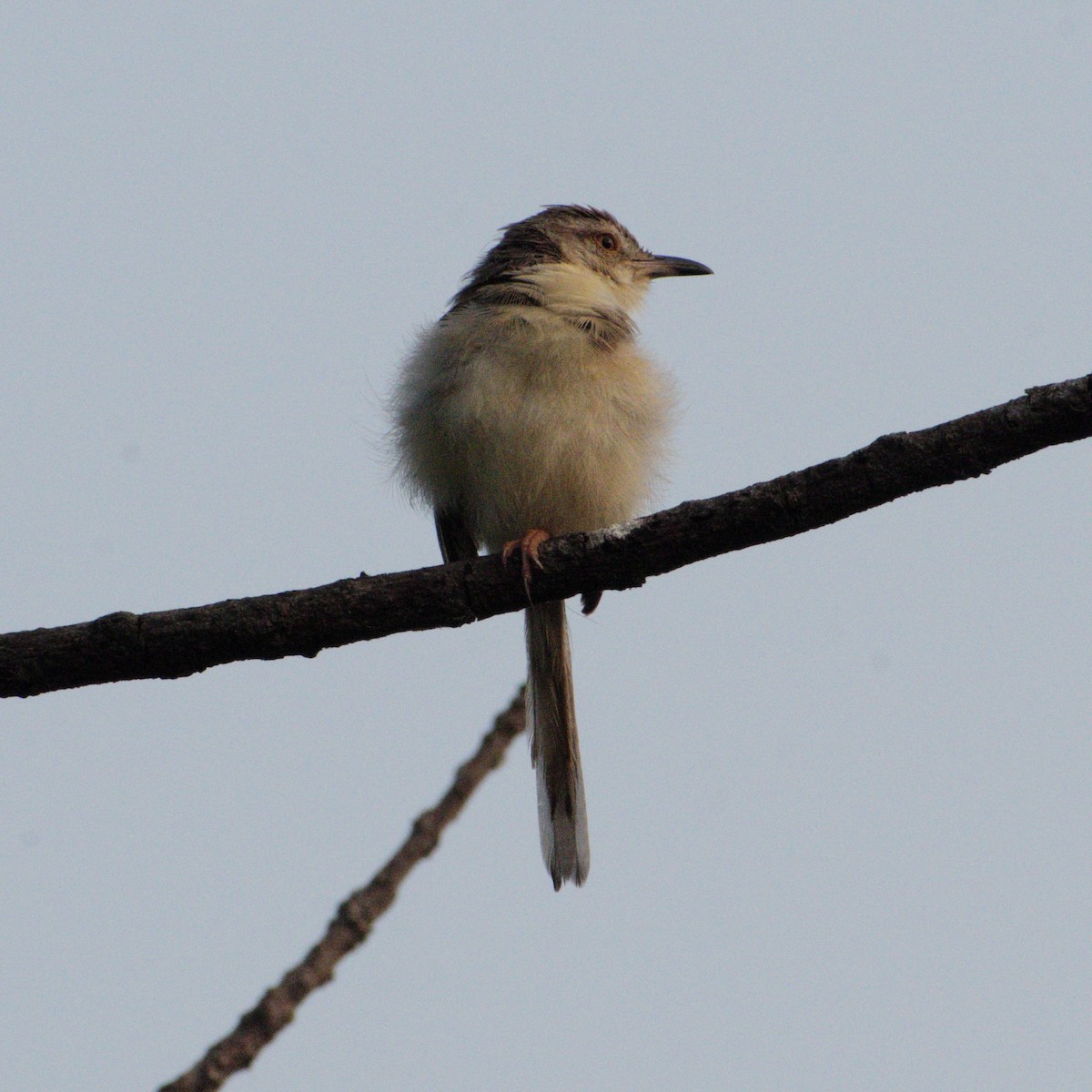 Plain Prinia - ML646608851