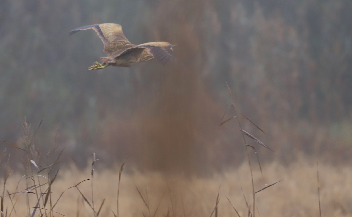 American Bittern - ML646608852