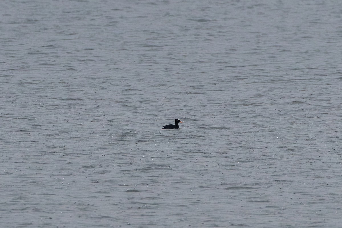 Surf Scoter - ML646608853