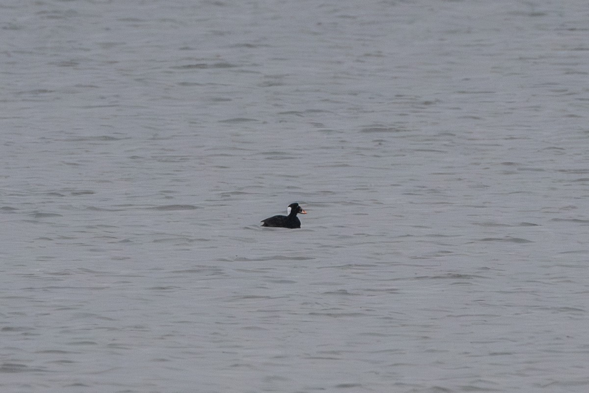 Surf Scoter - ML646608854