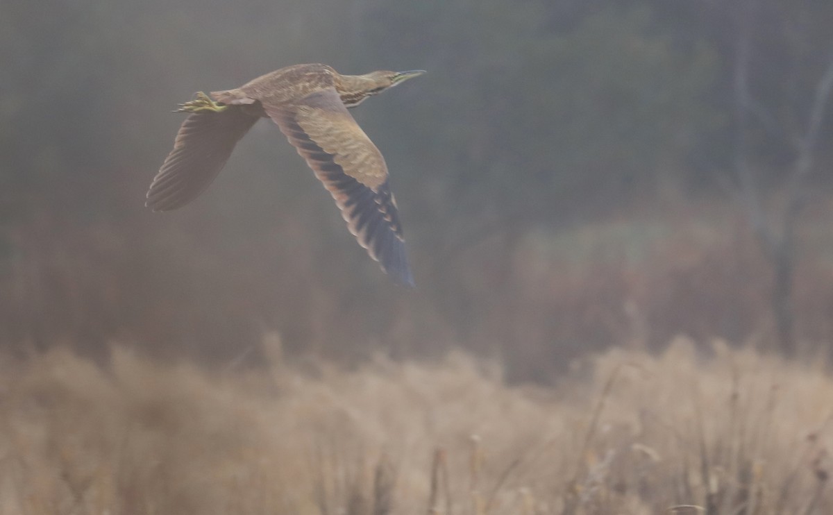 American Bittern - ML646608855