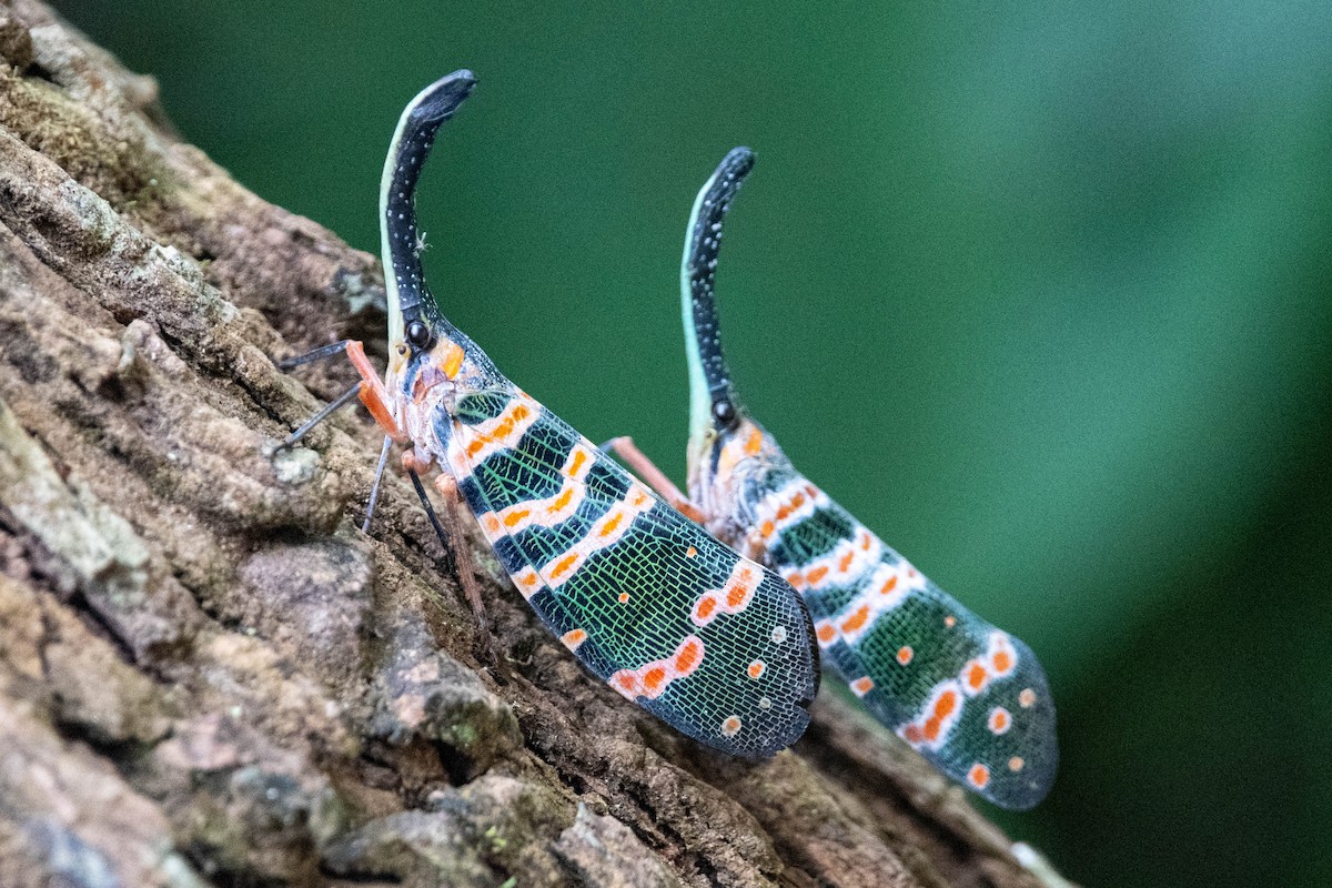 Litchi Lantern Bug - ML646608856