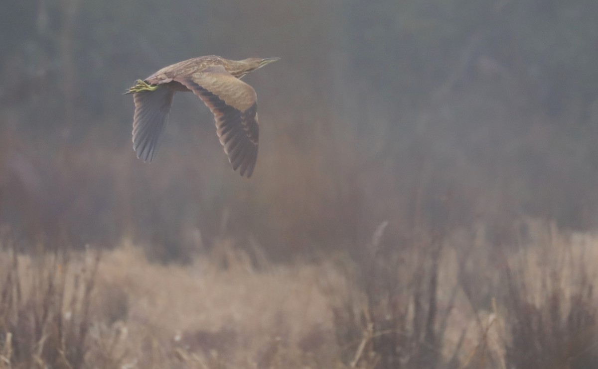 American Bittern - ML646608857