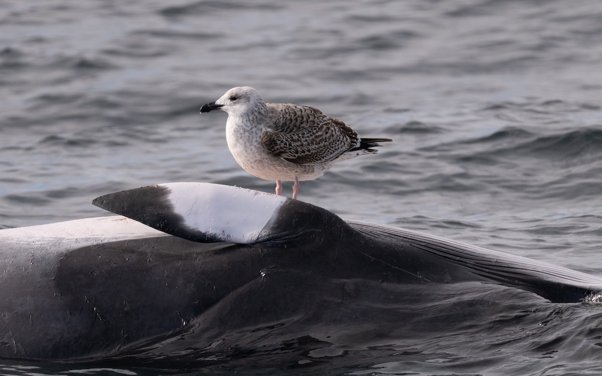 Great Black-backed Gull - ML646608858