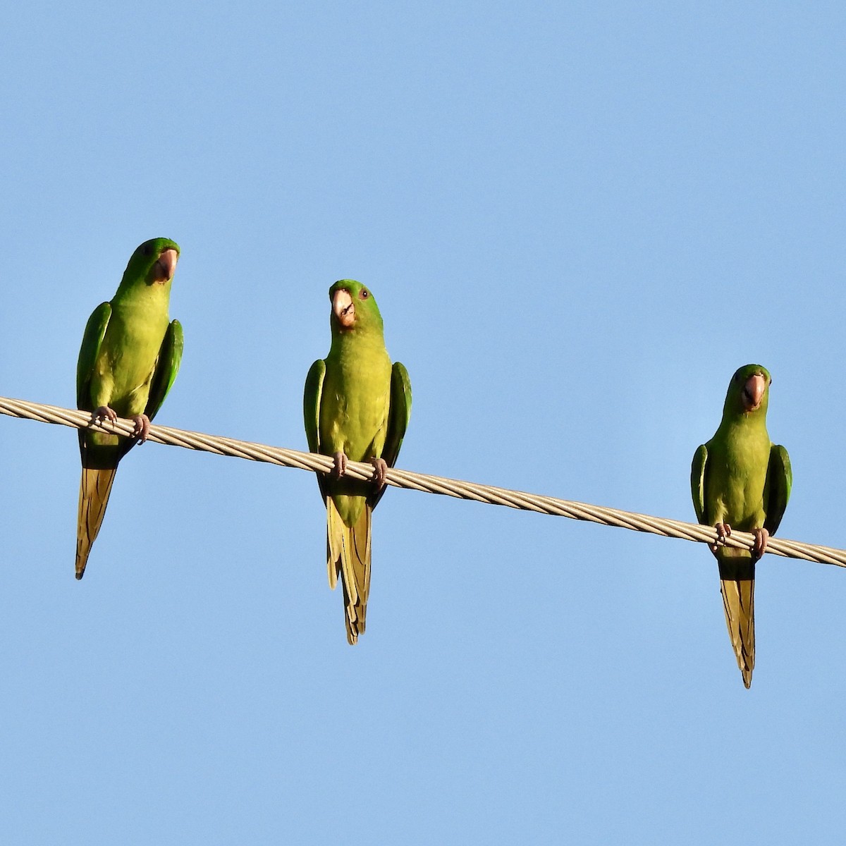 Green Parakeet - ML646608859