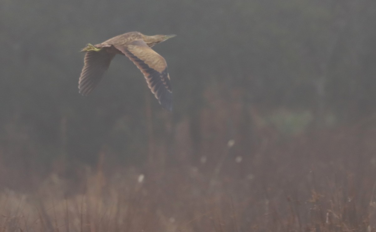 American Bittern - ML646608860