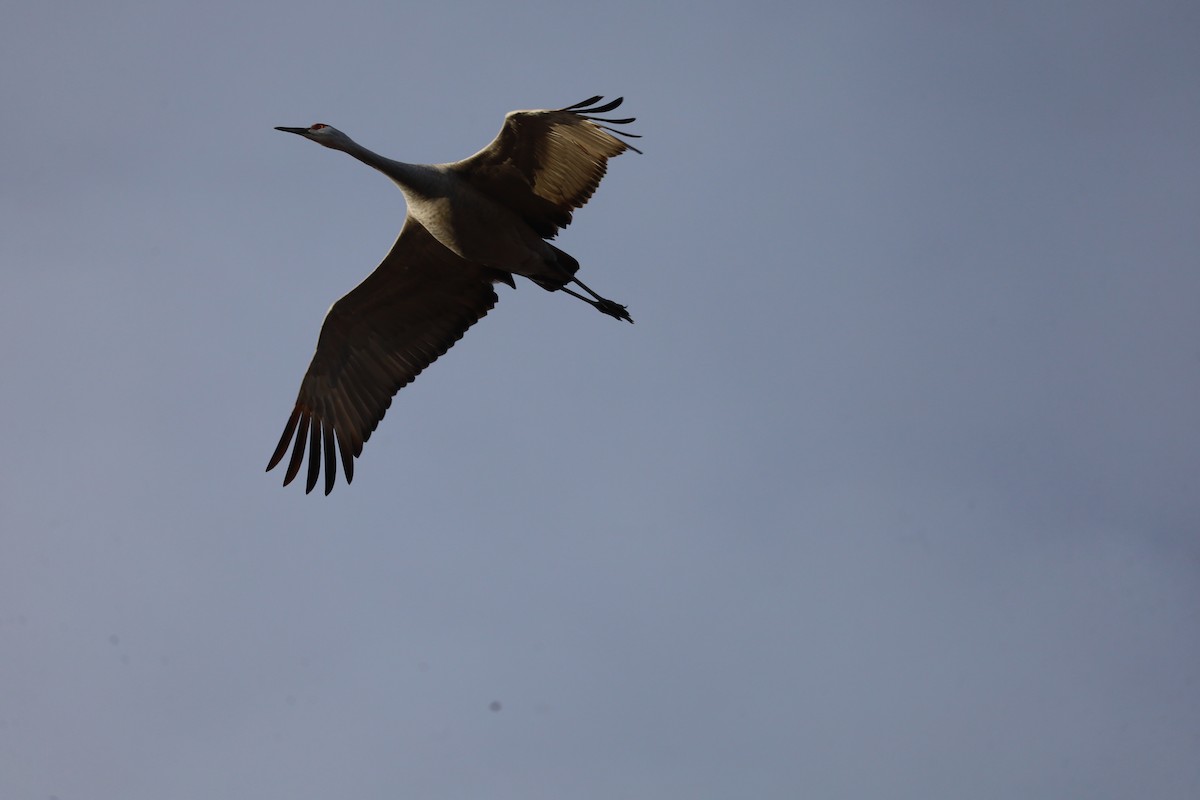 Sandhill Crane - ML646608861