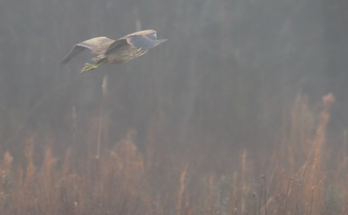 American Bittern - ML646608862