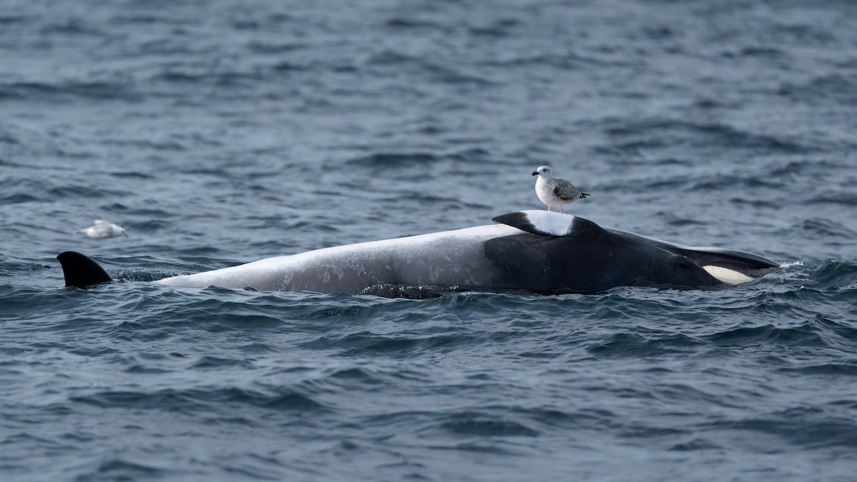 オオカモメ - ML646608864