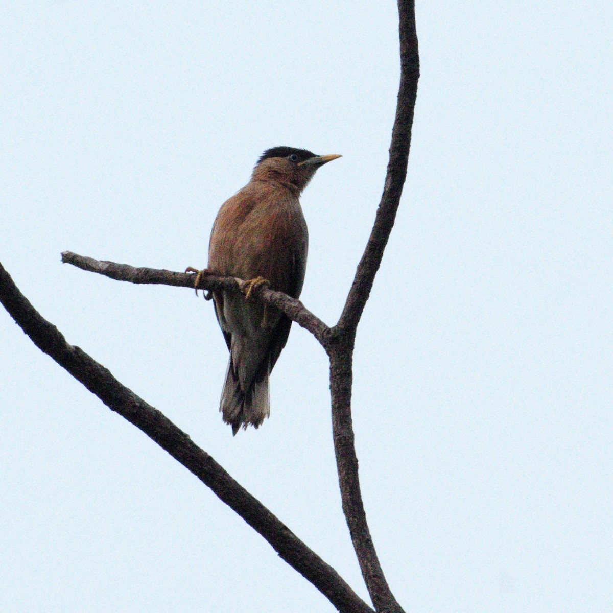 黑冠椋鳥 - ML646608865