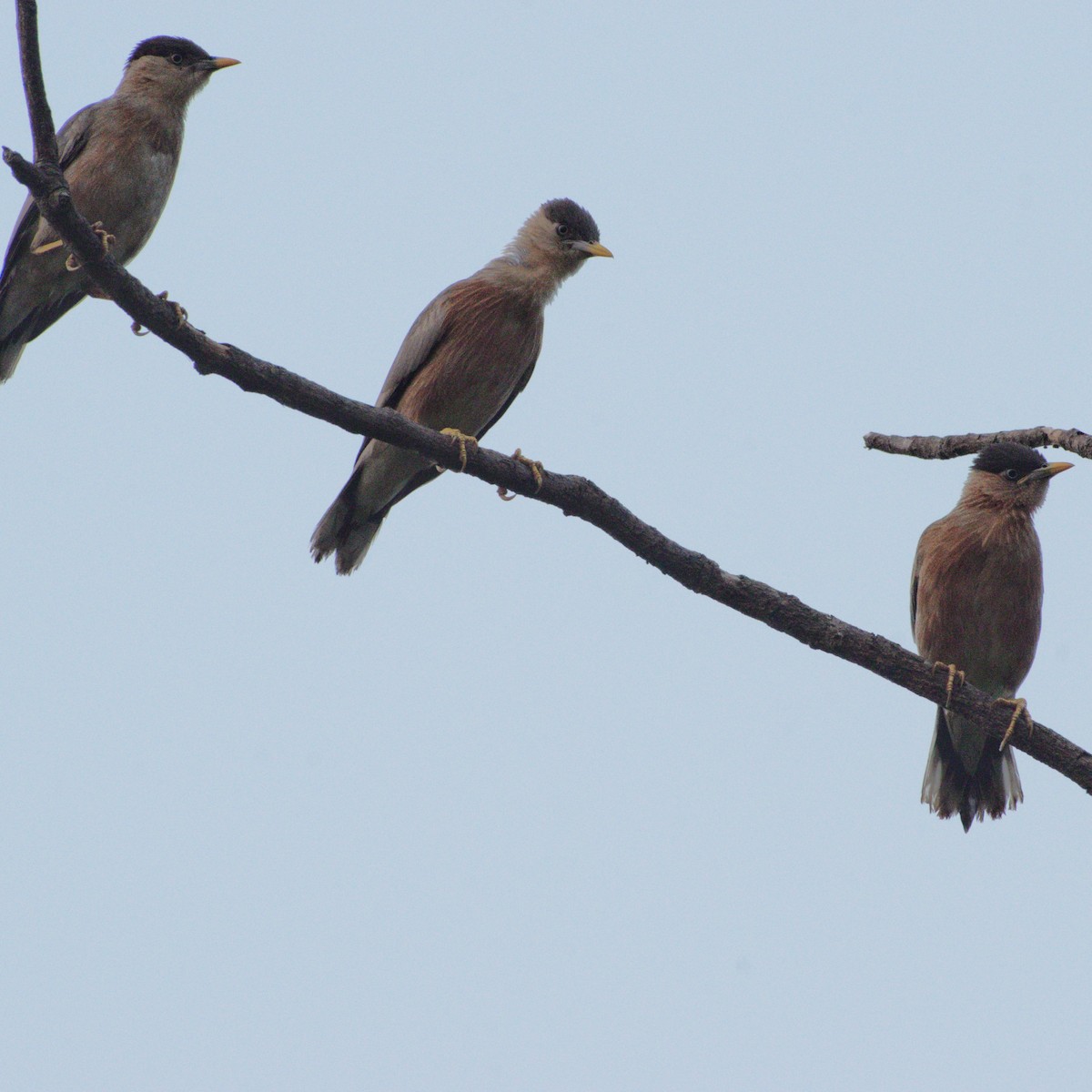 黑冠椋鳥 - ML646608866