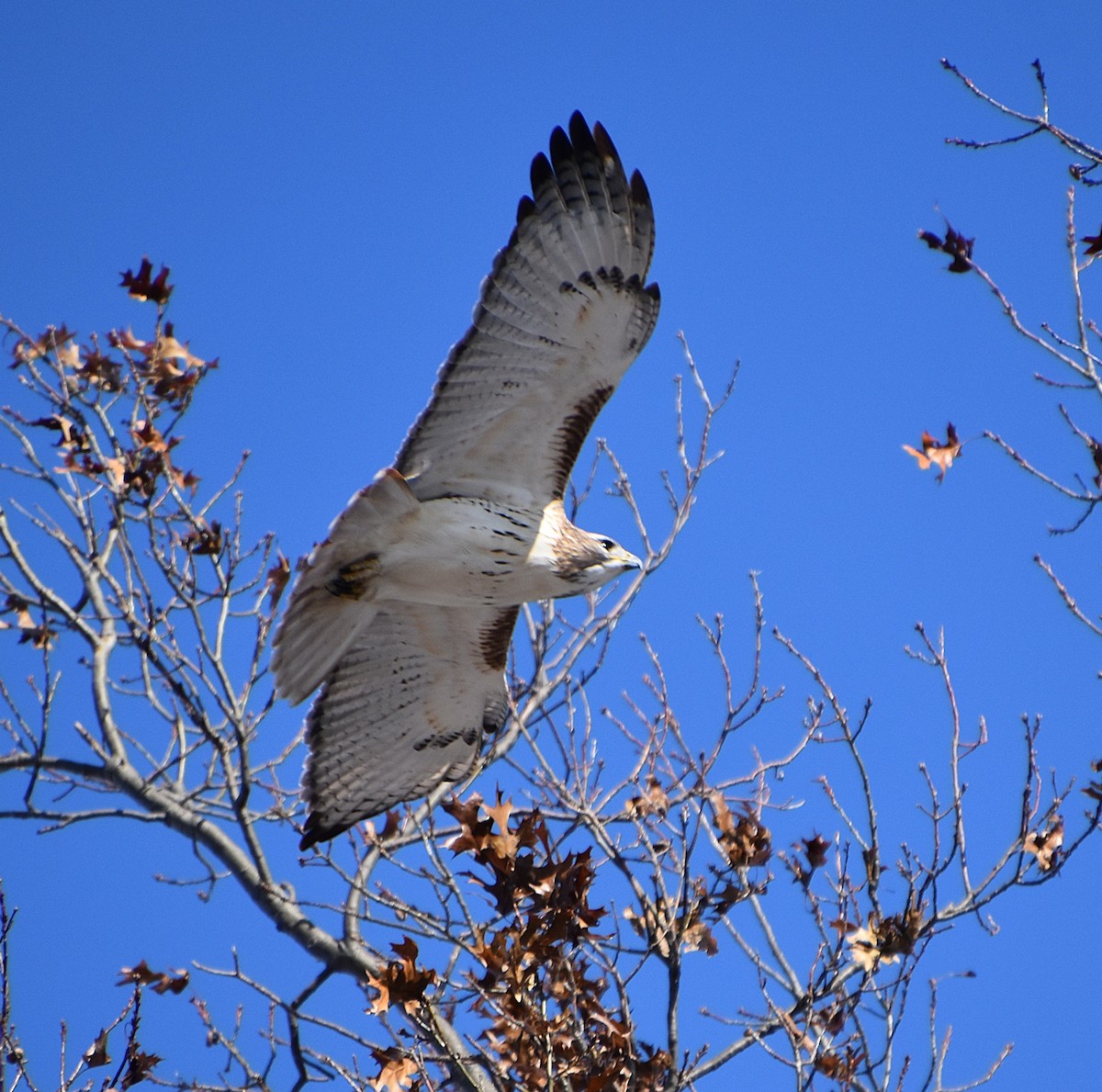 Red-tailed Hawk - ML646608867