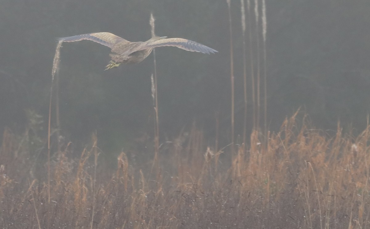 American Bittern - ML646608868