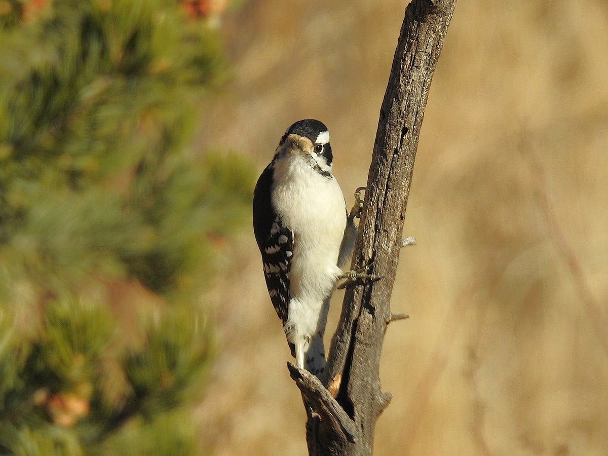 Dunenspecht - ML646608869