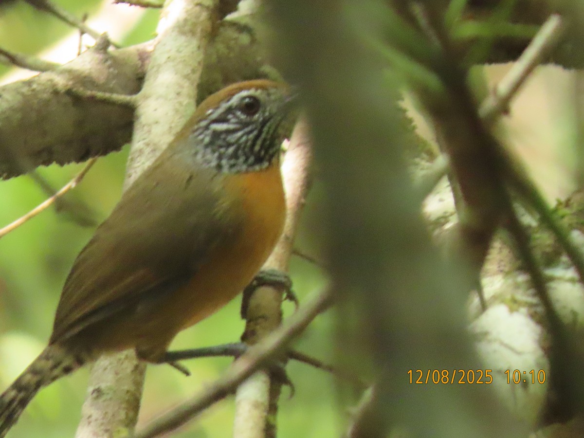 Rufous-breasted Wren - ML646608870