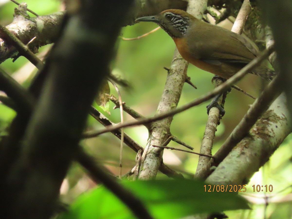 Rufous-breasted Wren - ML646608871