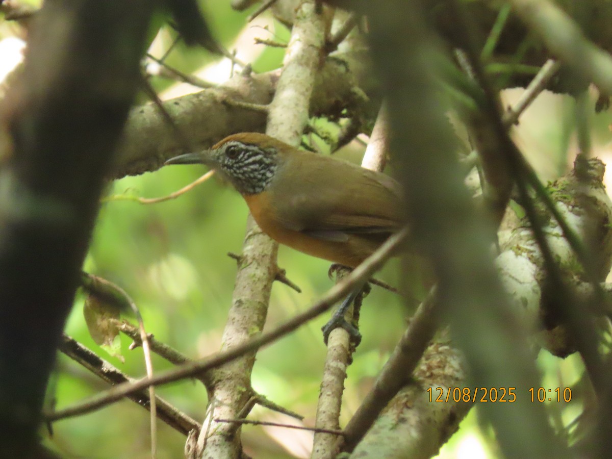 Rufous-breasted Wren - ML646608872