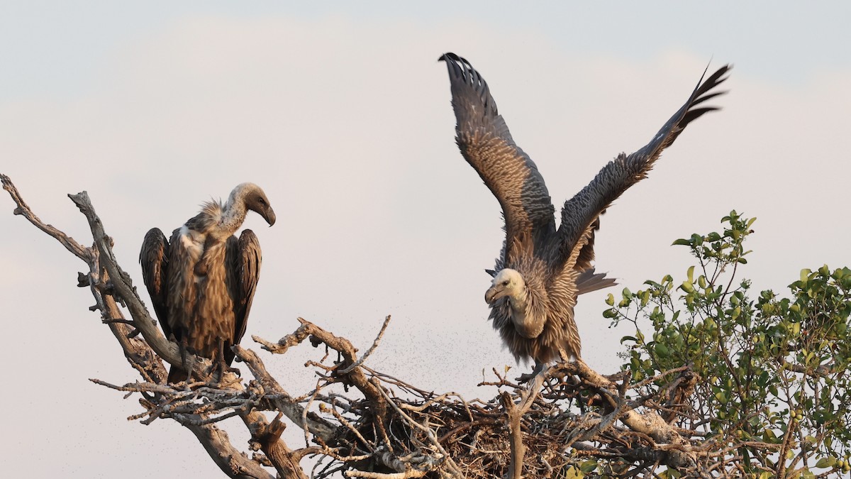 White-backed Vulture - ML646608873