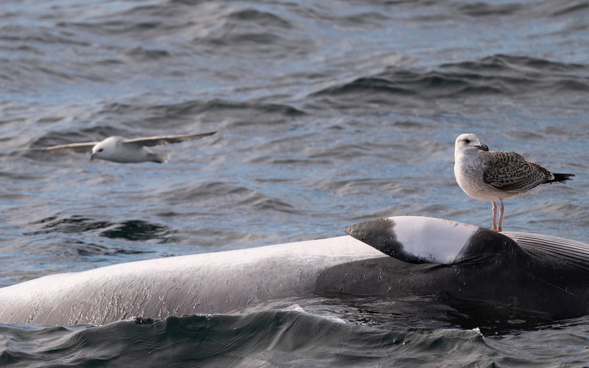 Great Black-backed Gull - ML646608875