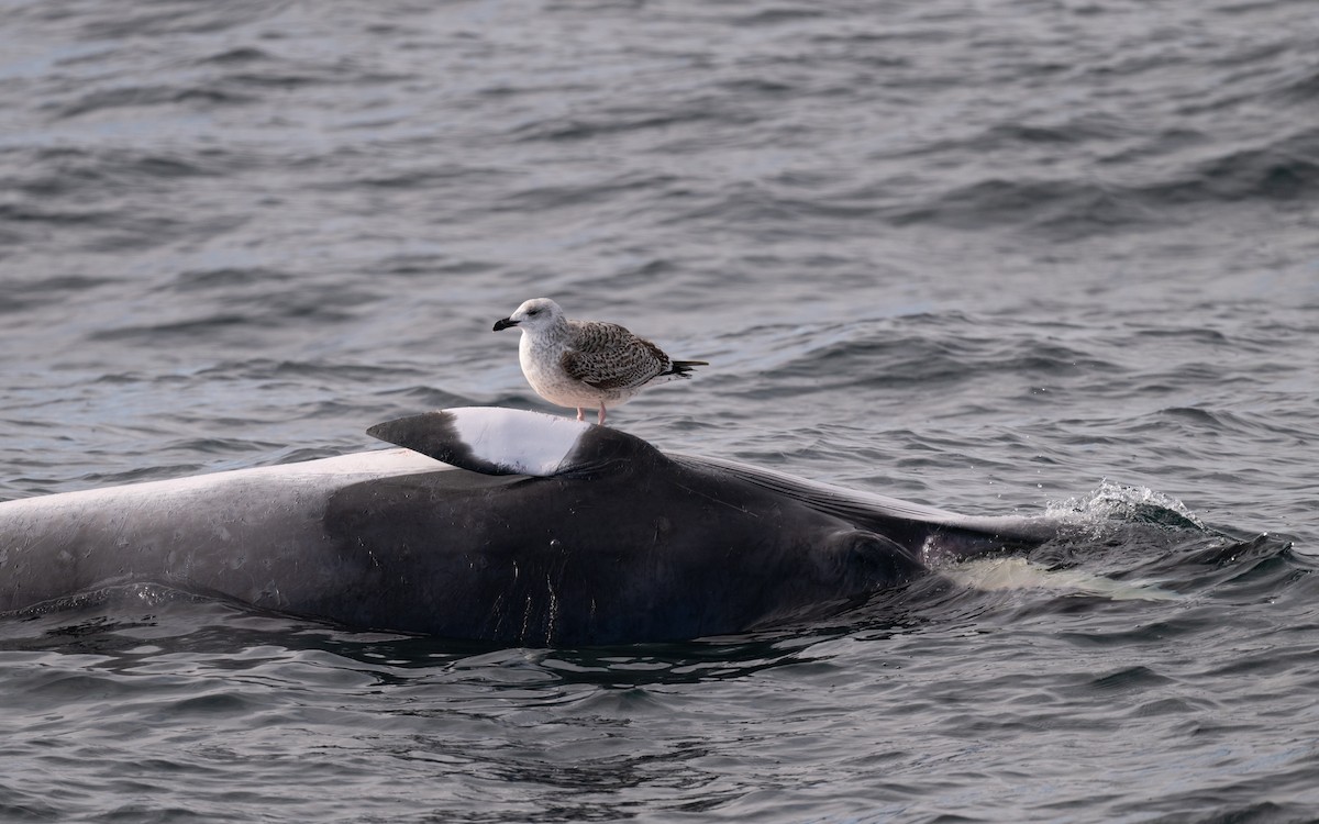 Great Black-backed Gull - ML646608876