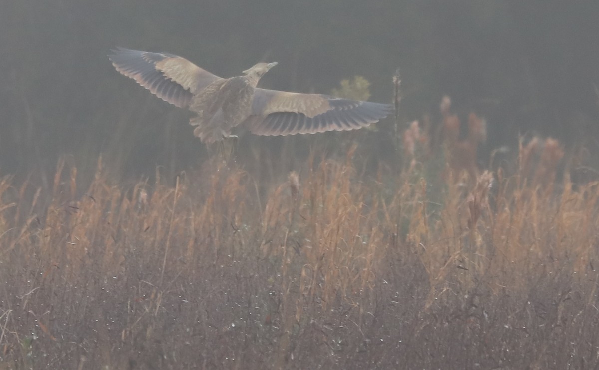 American Bittern - ML646608877