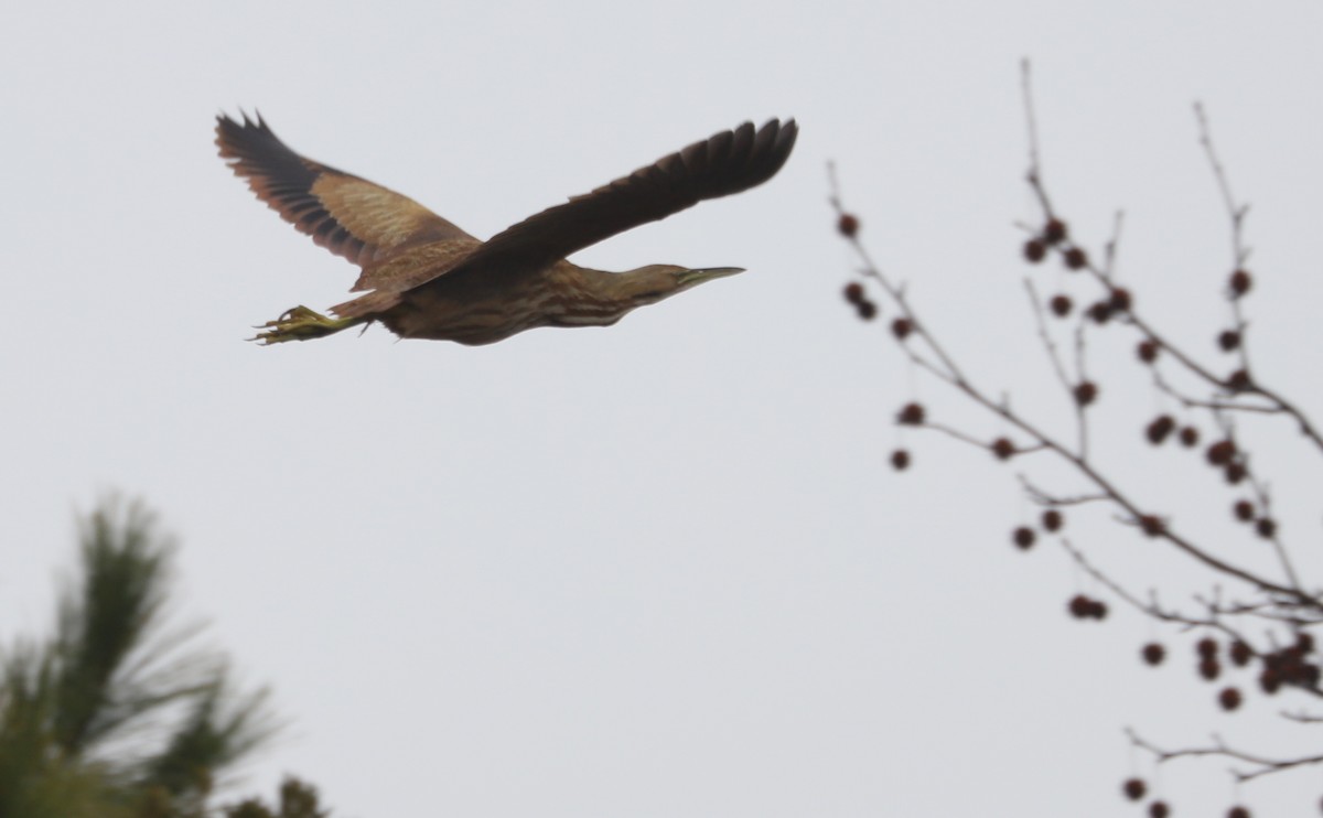 American Bittern - ML646608878