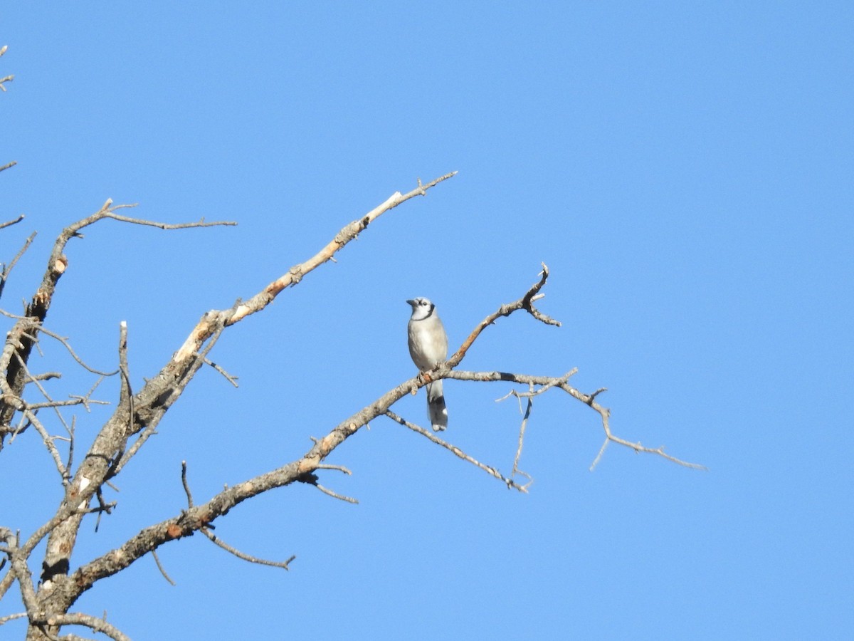 Blue Jay - ML646608879