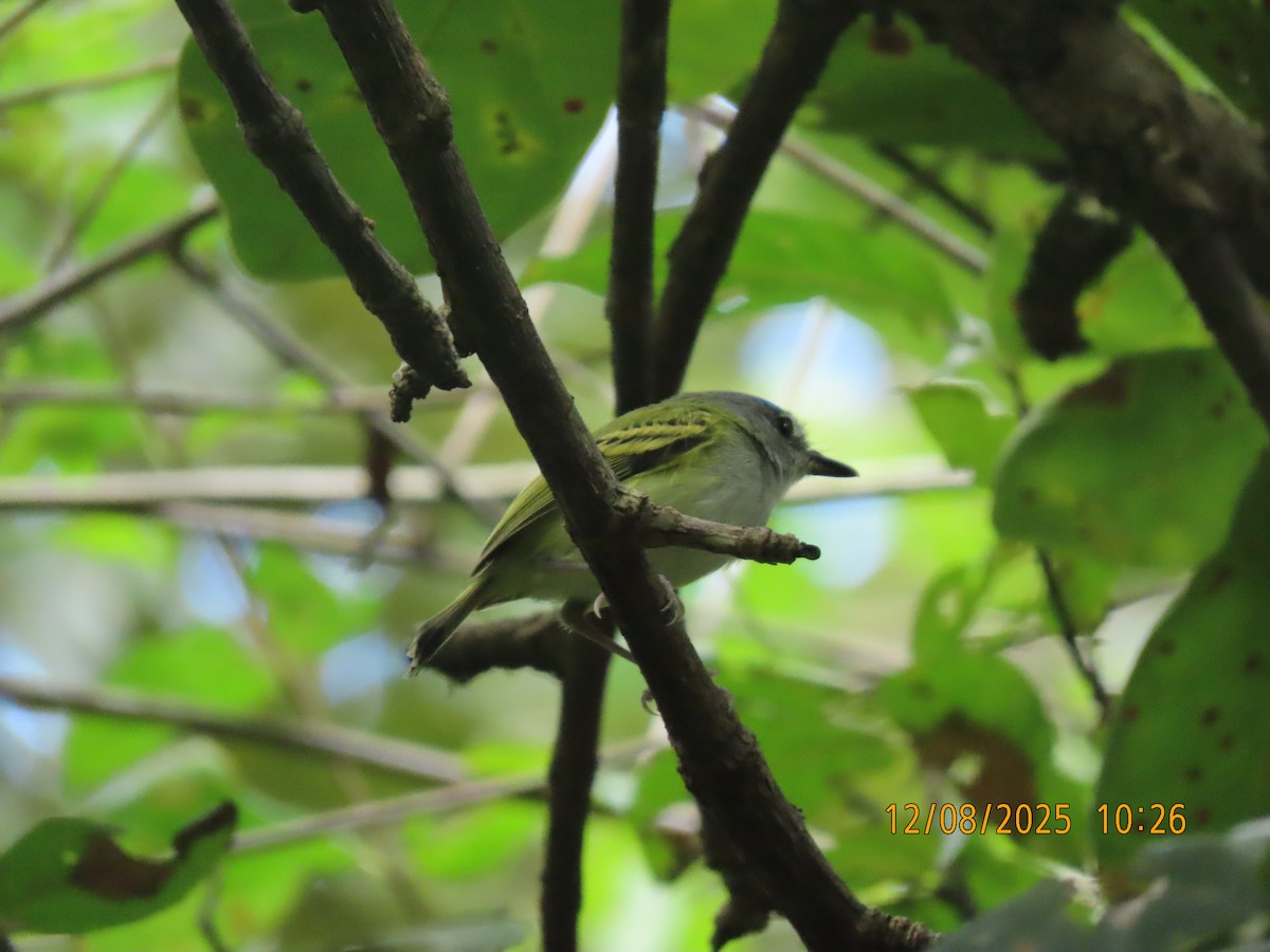 Slate-headed Tody-Flycatcher - ML646608883
