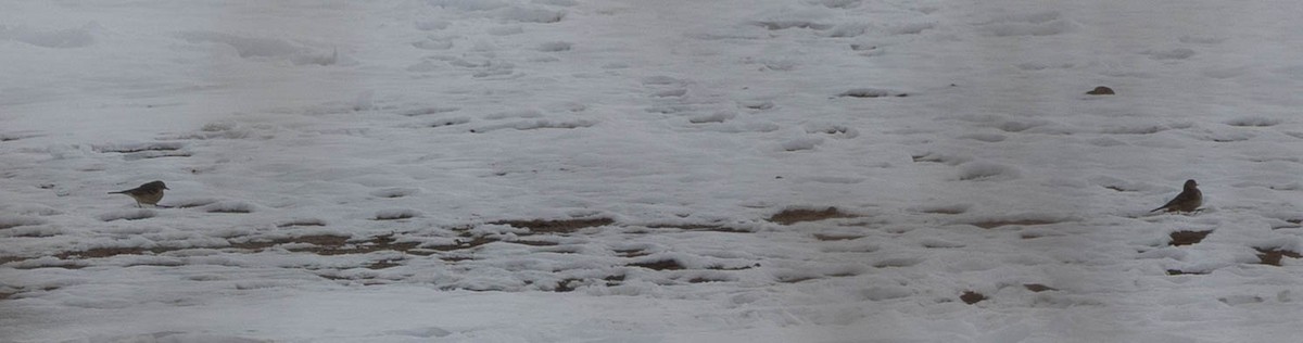 American Pipit - ML646608884