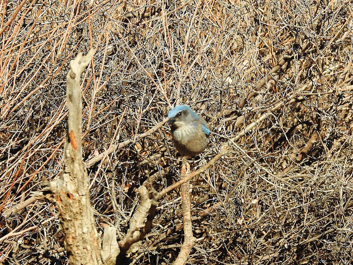 Woodhouse's Scrub-Jay - ML646608885