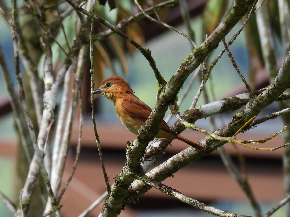 Cinnamon Becard - ML646608886