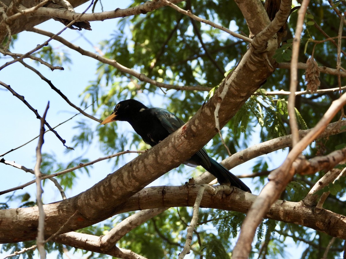 Yucatan Jay - ML646608887