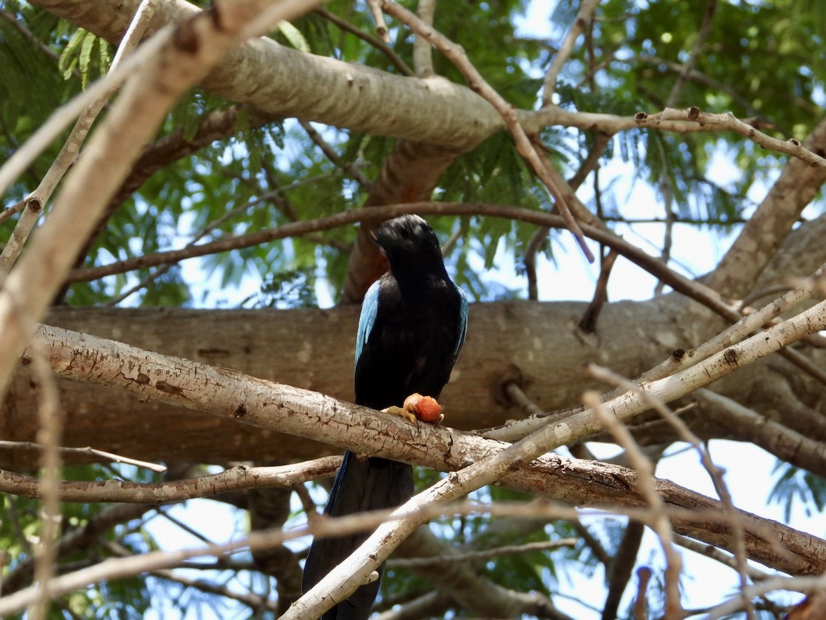 Yucatan Jay - ML646608888