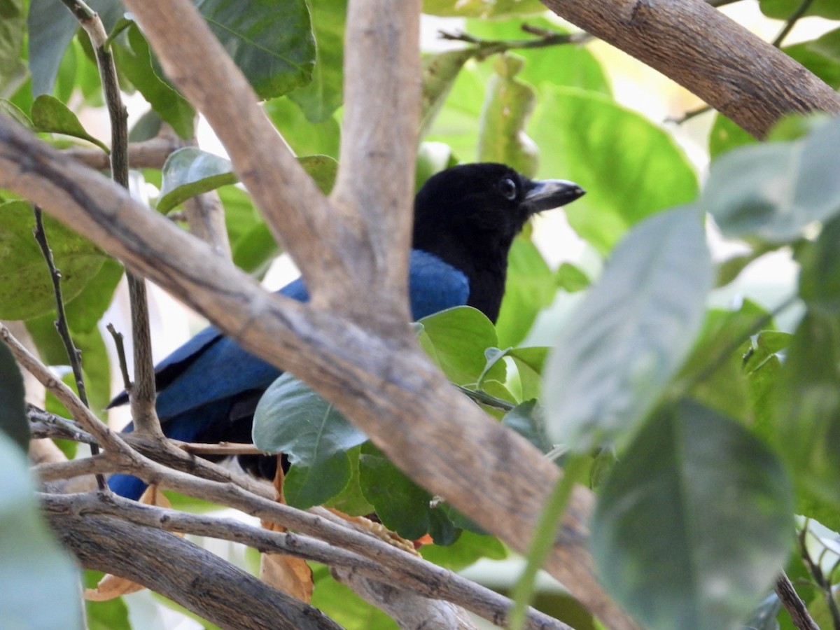 Yucatan Jay - ML646608889