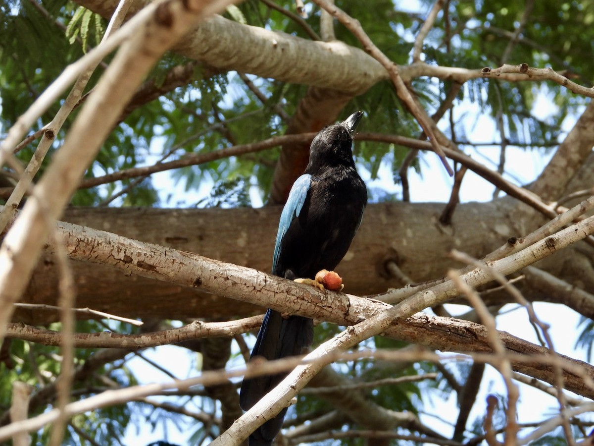 Yucatan Jay - ML646608890