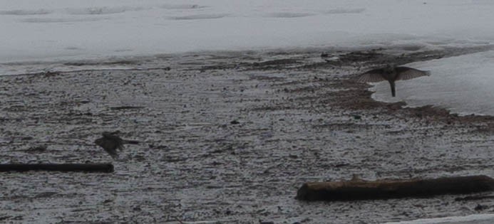 American Pipit - ML646608891