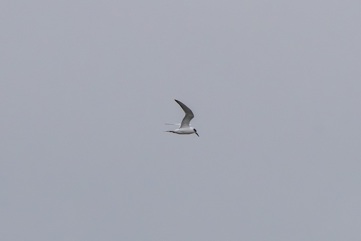 Forster's Tern - ML646608892