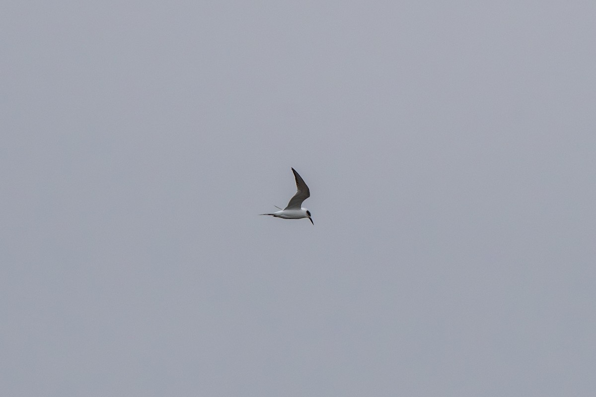 Forster's Tern - ML646608893