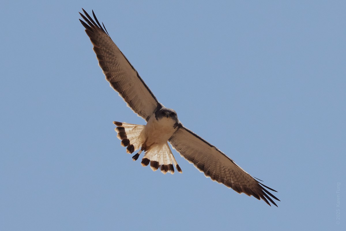 Красноспинная агуйя - ML646608894