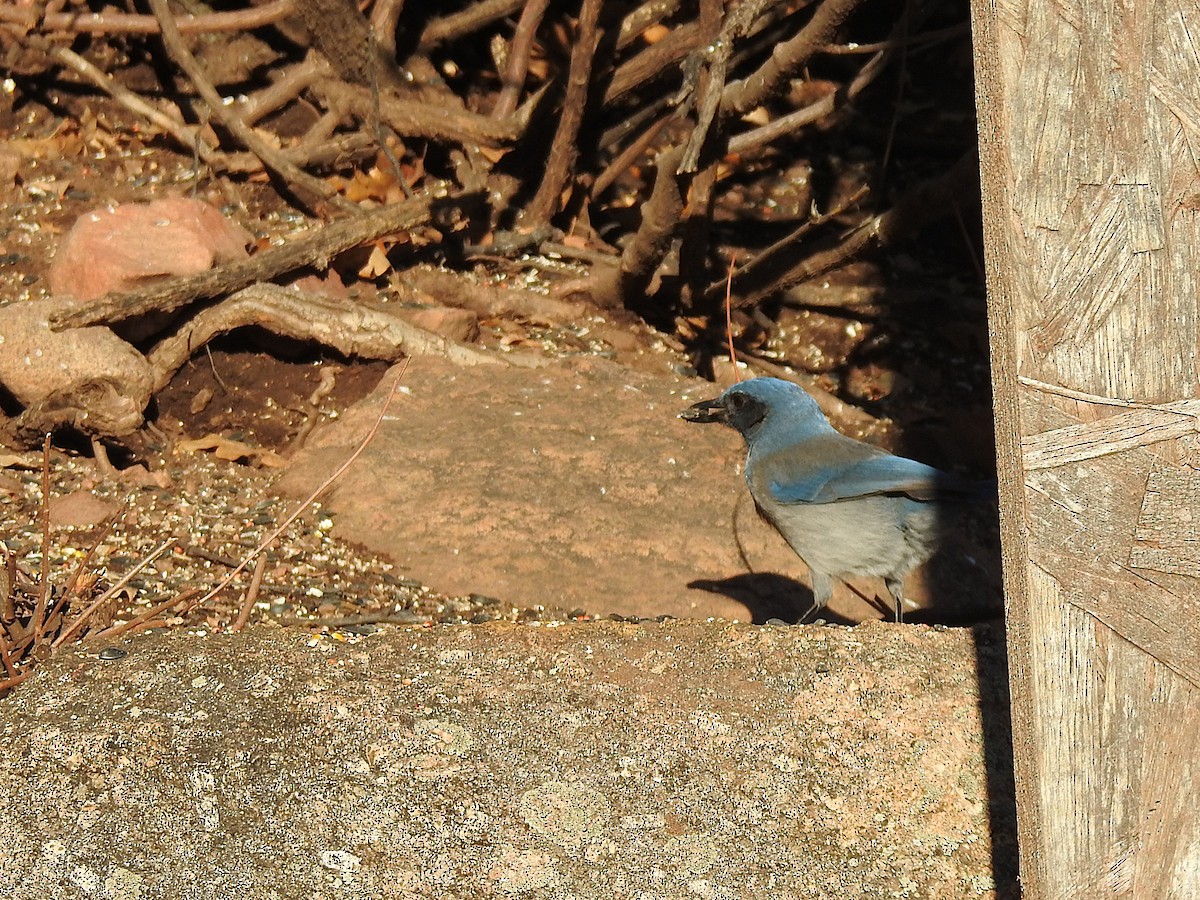 Woodhouse's Scrub-Jay - ML646608895