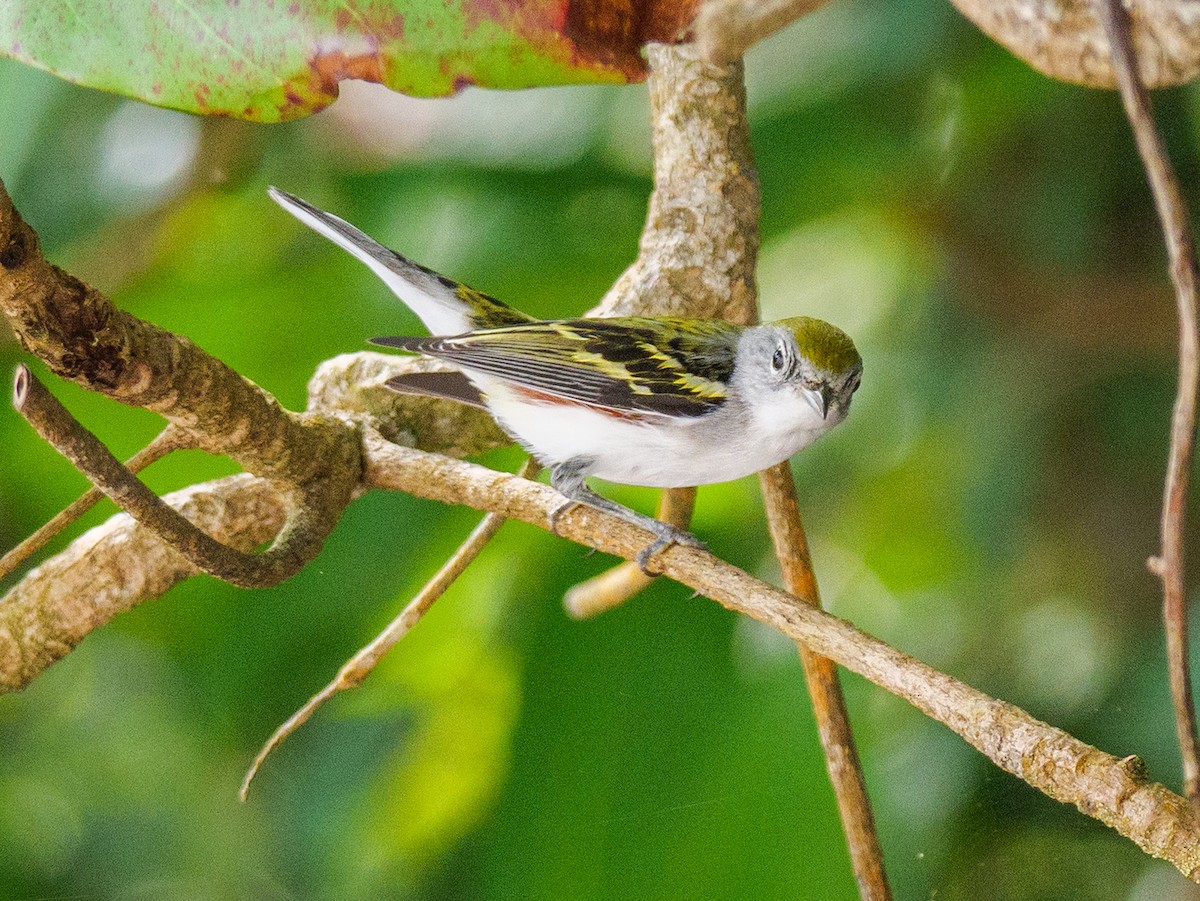 lesňáček rezavoboký - ML646608896